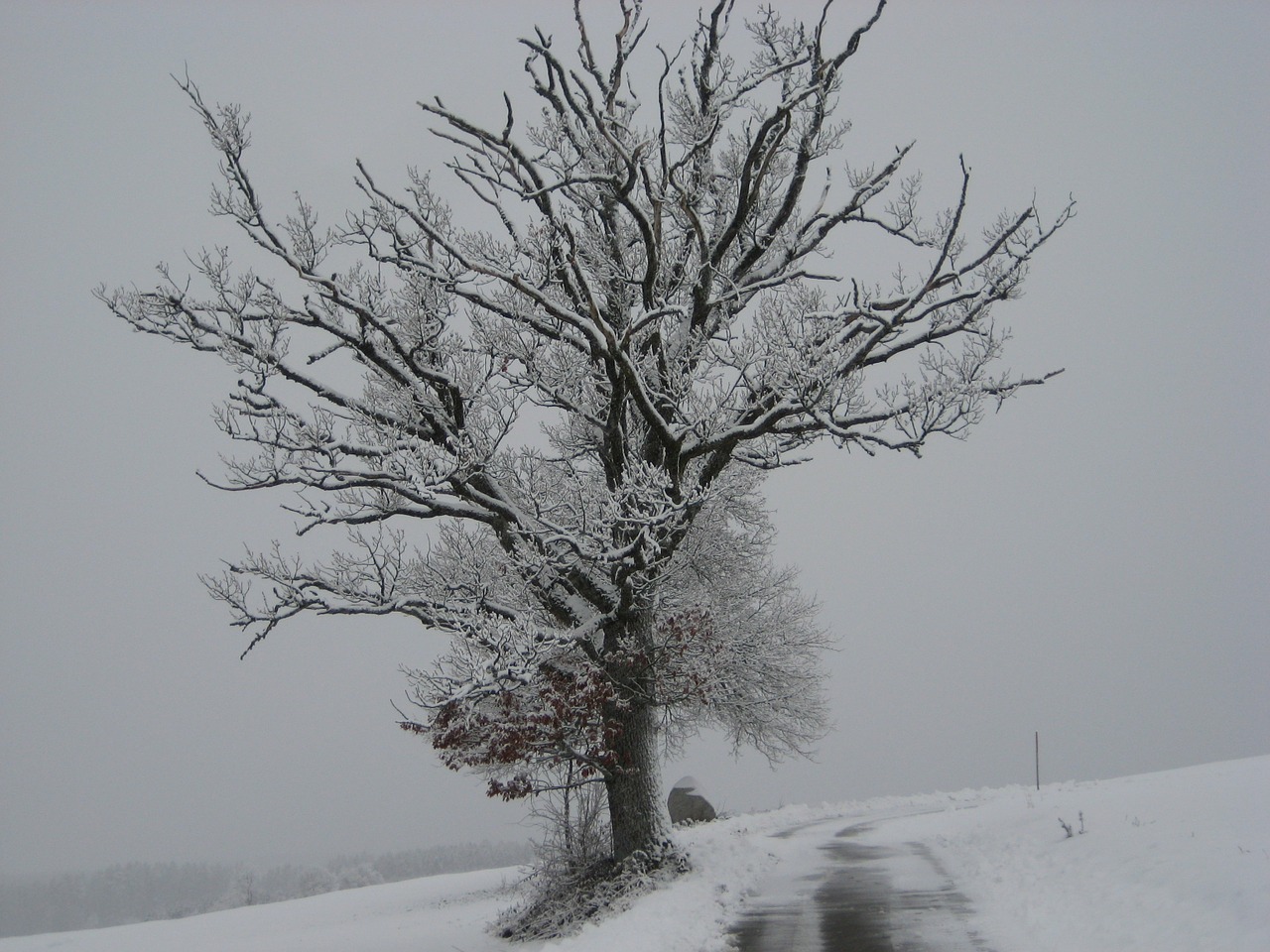 Sniegas, Žiemą, Medis, Nemokamos Nuotraukos,  Nemokama Licenzija