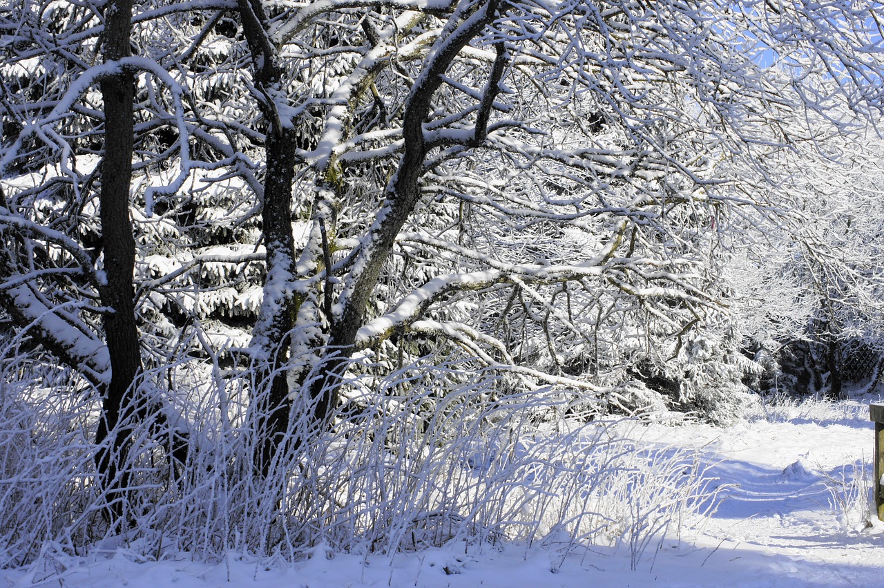 Sniegas, Žiemą, Snieguotas, Nemokamos Nuotraukos,  Nemokama Licenzija