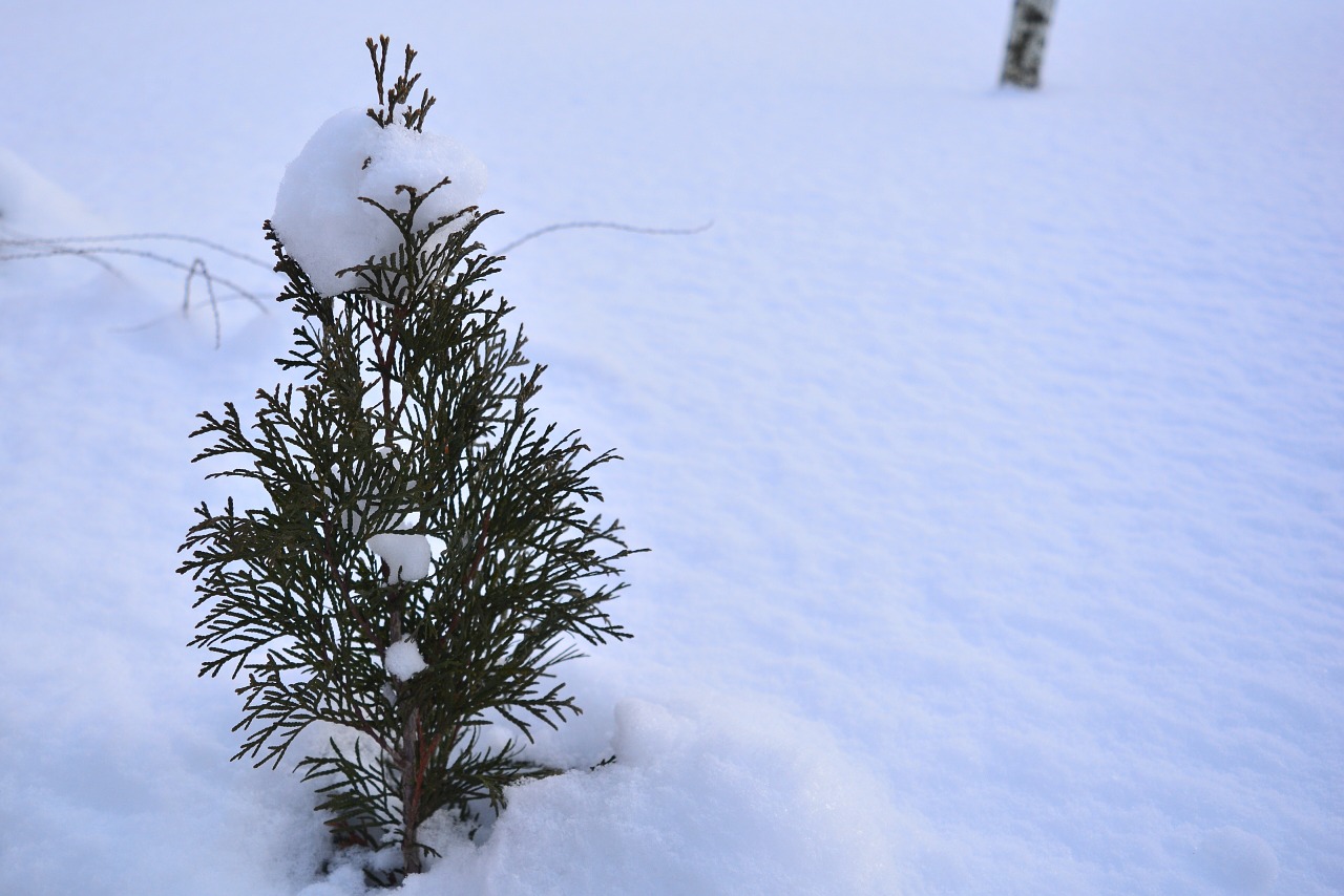 Sniegas, Krūmas, Augalas, Žieminiai Krūmai, Šaltis, Gyvoji Gamta, Gamta, Balta, Snowdrift, Augmenija