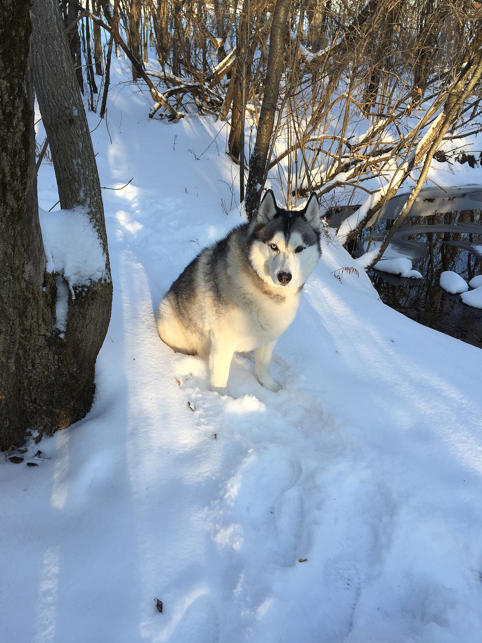 Sniegas, Šuo, Naminis Gyvūnėlis, Gamta, Balta, Šaltas, Lauke, Žiema, Husky, Siberianas