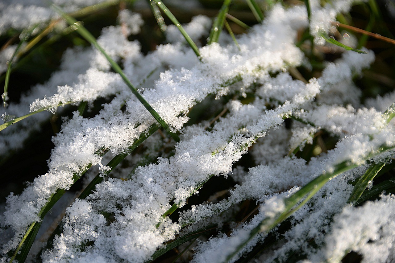 Sniegas, Žolės Žolės, Pirmas Sniegas, Coldsnap, Temperatūros Krosnelė, Nemokamos Nuotraukos,  Nemokama Licenzija