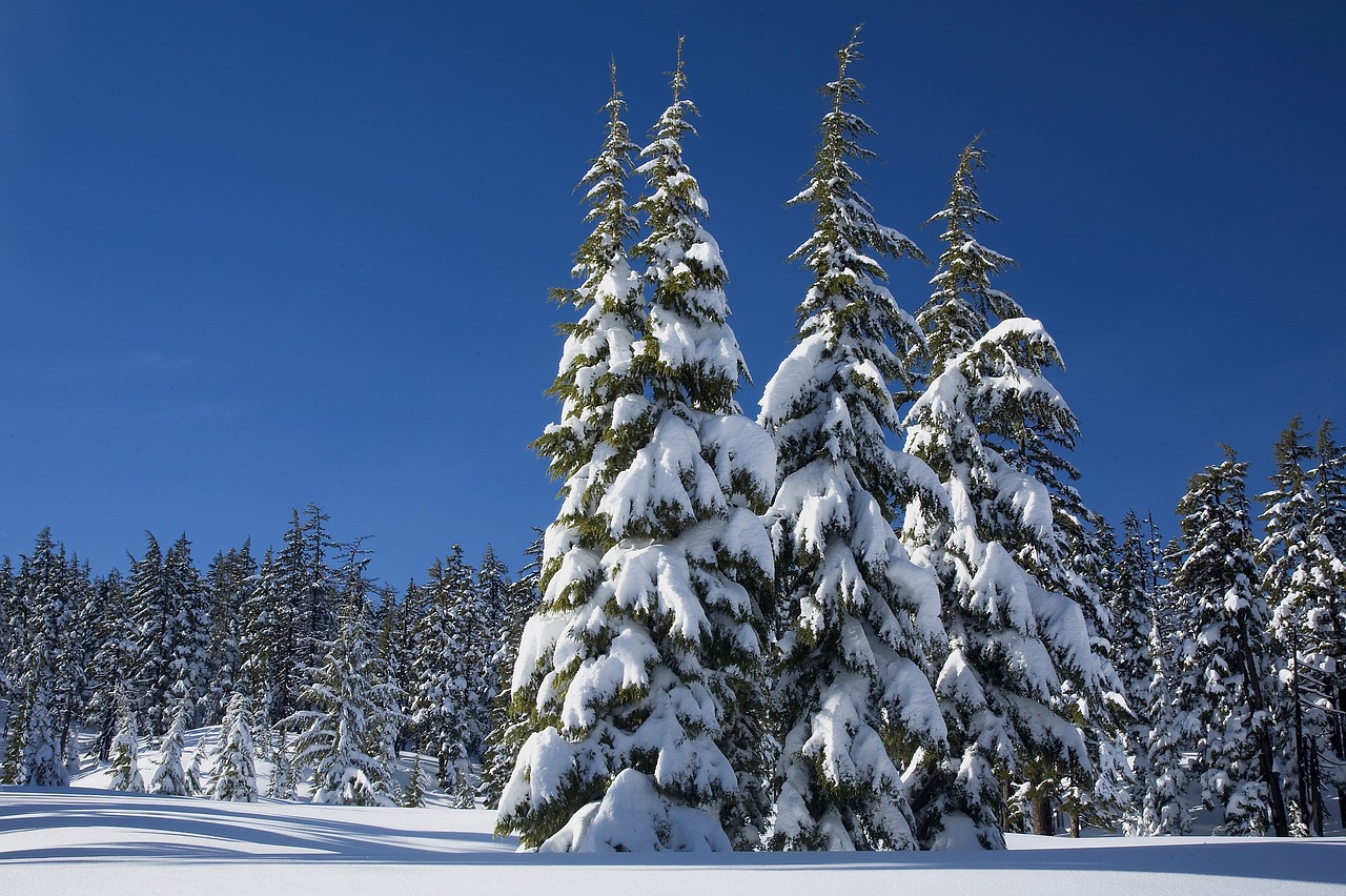 Sniegas, Pušys, Žiema, Dengimas, Evergreens, Kalno Bakalauras, Nusako Nacionalinį Mišką, Oregonas, Usa, Lauke
