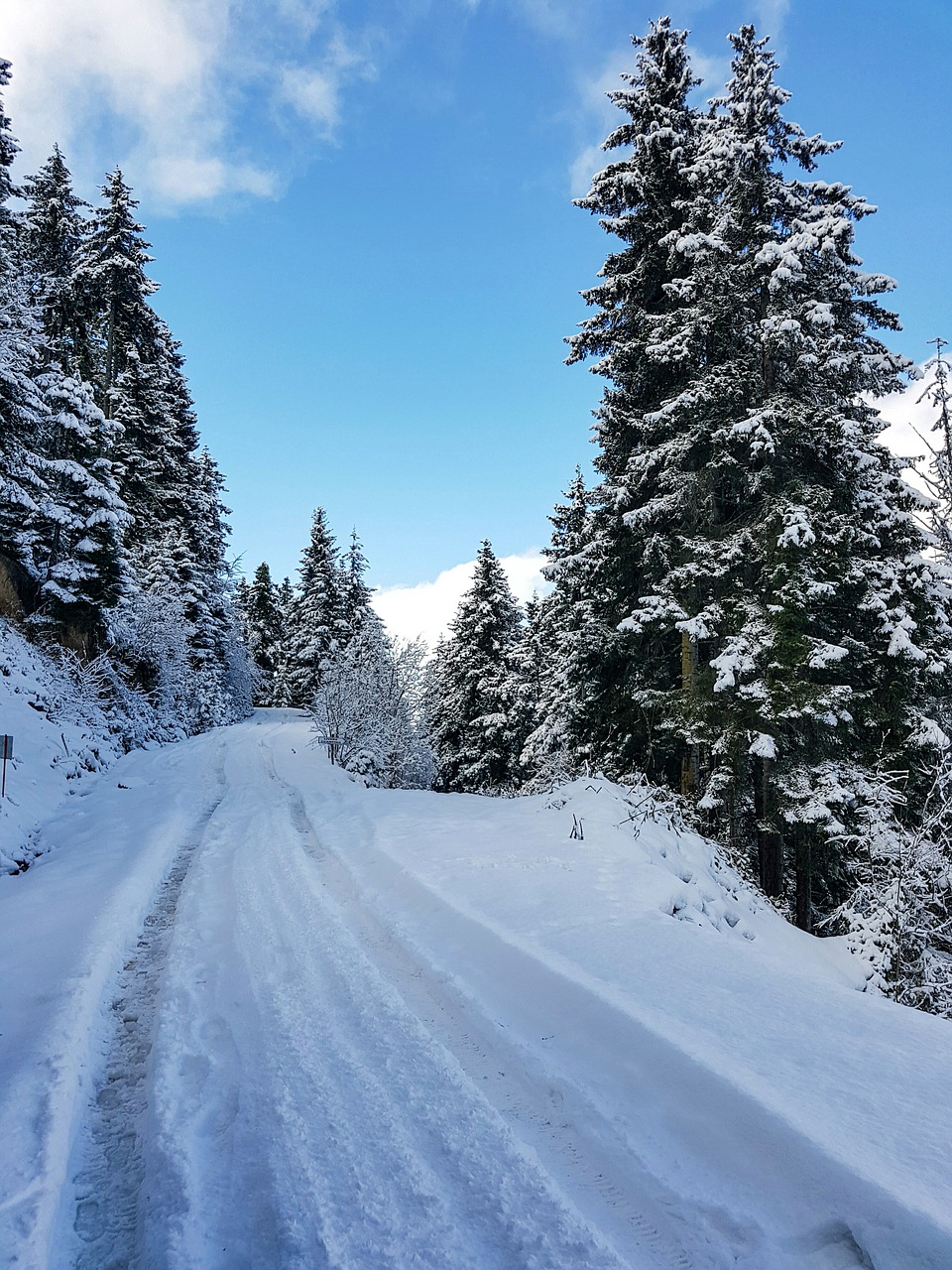 Sniegas, Miškas, Gamta, Nemokamos Nuotraukos,  Nemokama Licenzija