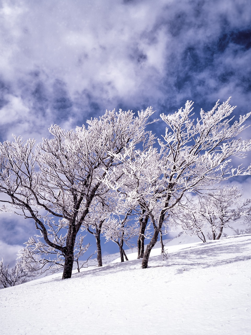 Sniegas, Rime, Medžiai, Debesis, Mėlynas Dangus, Shirakami-Sanchi, Japonija, Nemokamos Nuotraukos,  Nemokama Licenzija