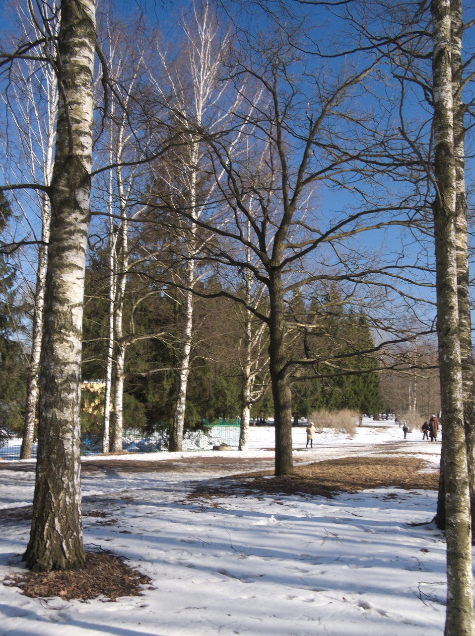 Sniegas, Žiema, Medis, Gamta, Miškas, Šalta Temperatūra, Lauke, Sezonas, Kraštovaizdis, Šaltis