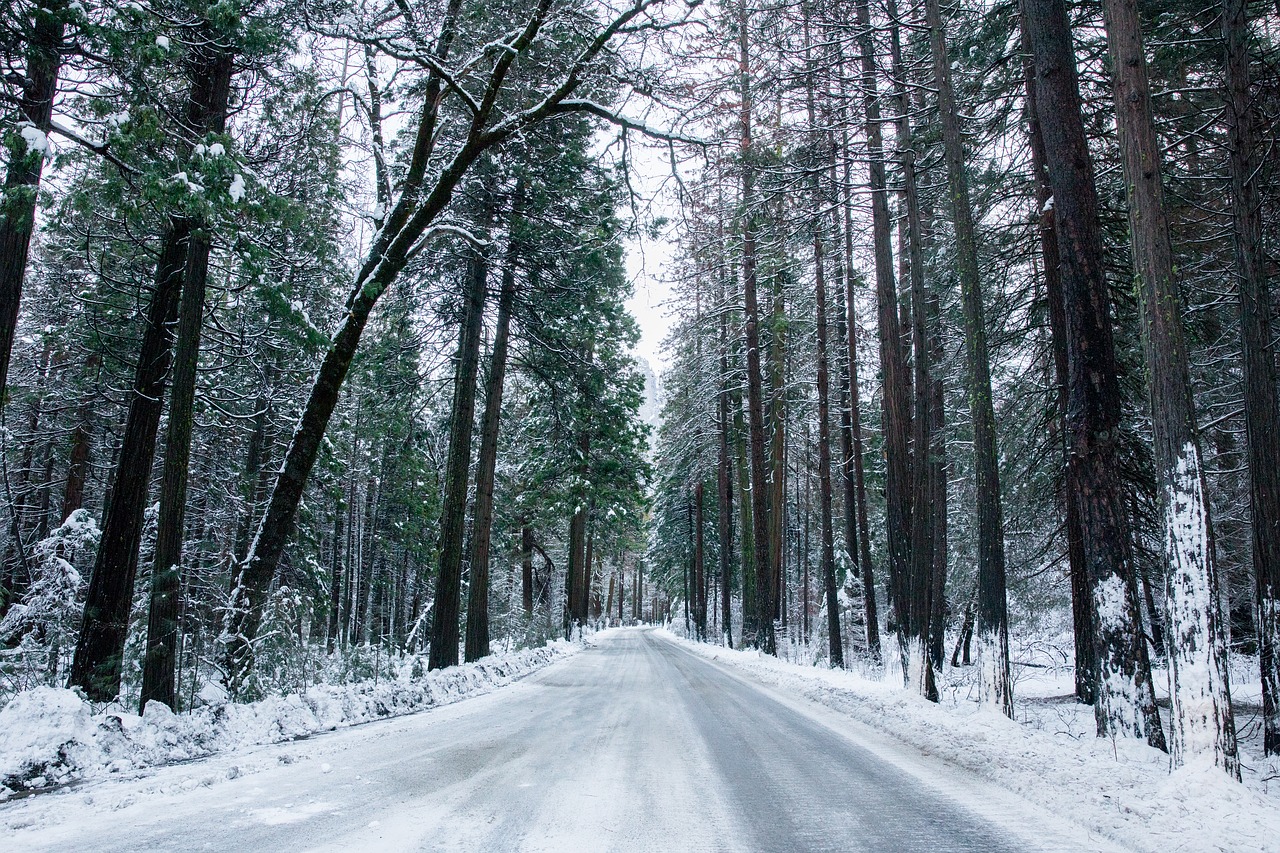 Sniegas, Miškas, Kelias, Nemokamos Nuotraukos,  Nemokama Licenzija