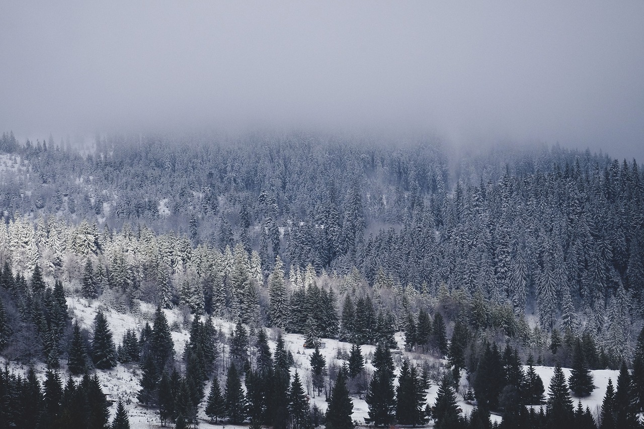 Sniegas, Žiema, Balta, Šaltas, Oras, Ledas, Medžiai, Augalai, Gamta, Miškai