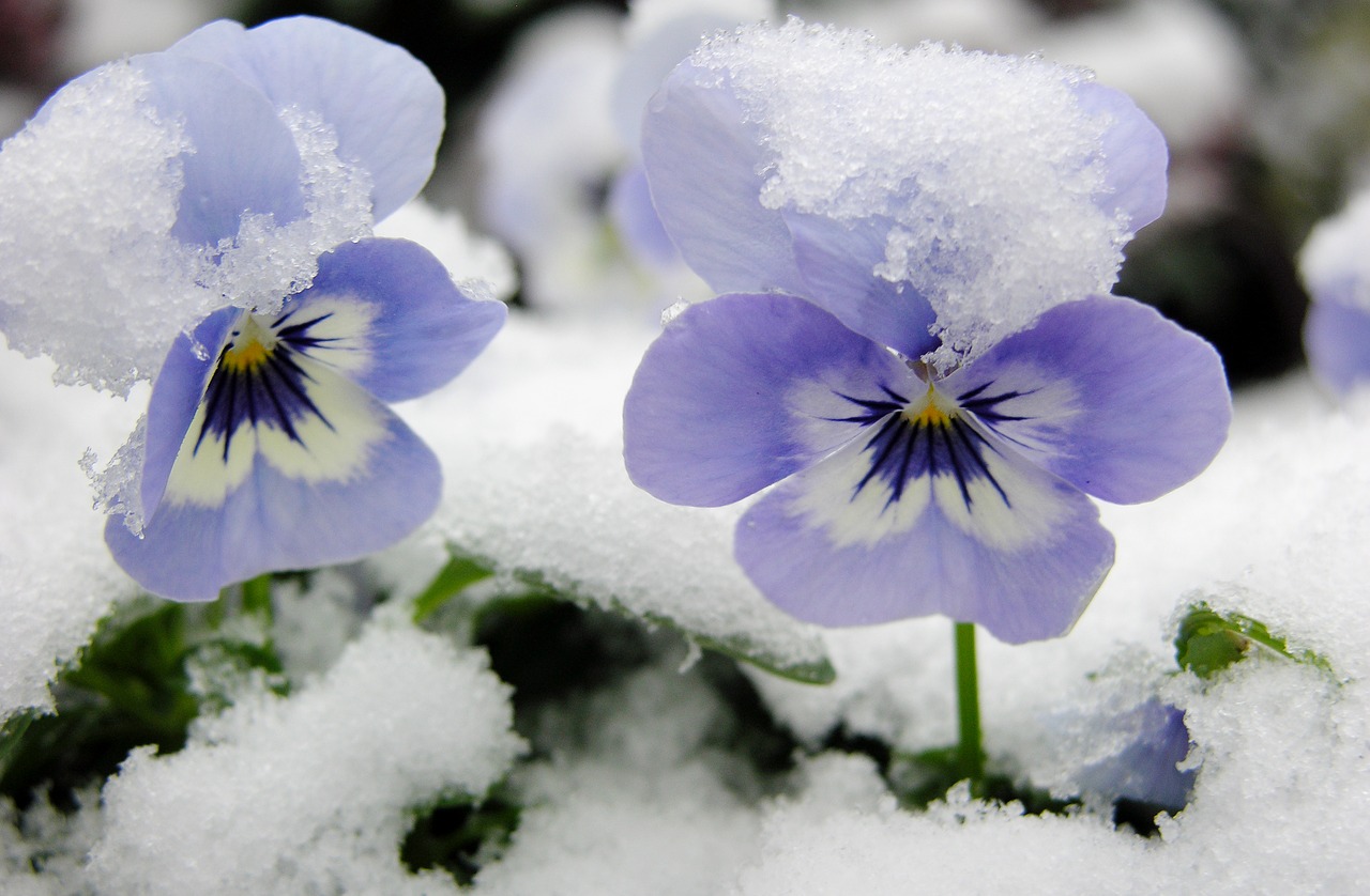 Sniegas, Gėlė, Violets, Nemokamos Nuotraukos,  Nemokama Licenzija