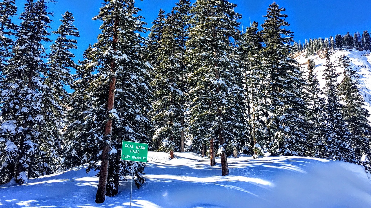 Sniegas, Colorado, Medžiai, Nemokamos Nuotraukos,  Nemokama Licenzija