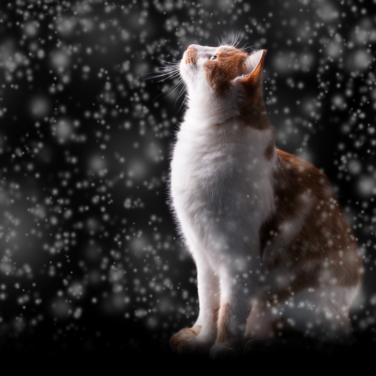 Sniegas, Katė, Žiema, Naktis, Šaltas, Raudona Katė, Kačiukas, Šaltis, Jaunas Katinas, Raudonos Skumbrės Tabby