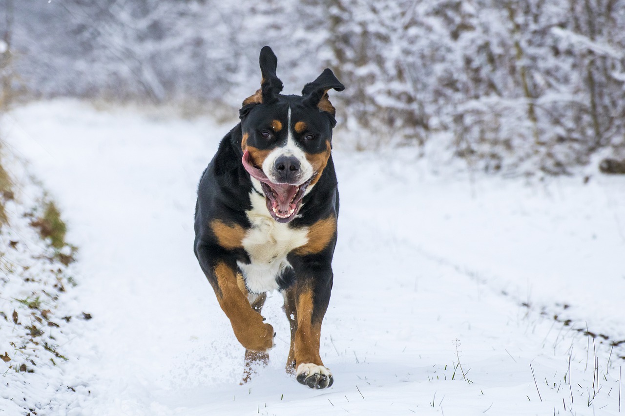 Sniegas, Didelis Šuo, Įrankis, Nemokamos Nuotraukos,  Nemokama Licenzija