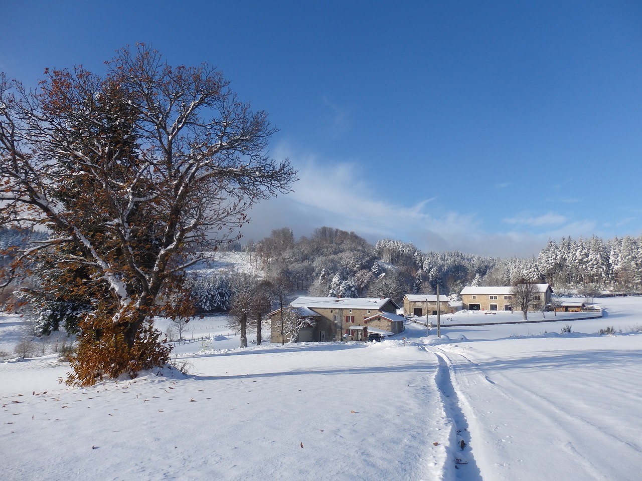 Sniegas, Žiema, Šaltas, Medis, Šaltis, Auvergne, Nemokamos Nuotraukos,  Nemokama Licenzija