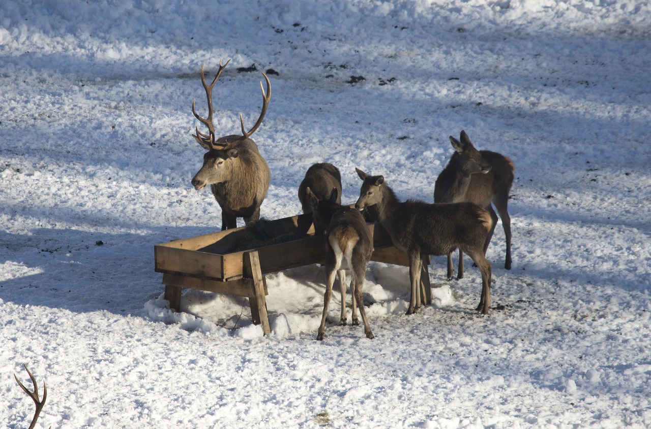 Sniegas, Žiema, Šaltas, Šaltis, Ledas, Hirsch, Gamta, Ledinis, Kalnų Gesėjaus, Austria