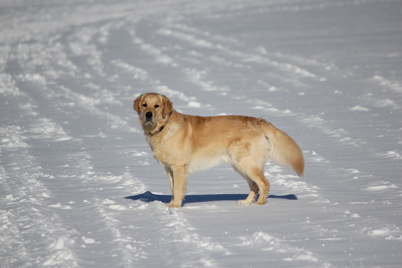 Sniegas, Šuo, Žinduoliai, Žiema, Nemokamos Nuotraukos,  Nemokama Licenzija