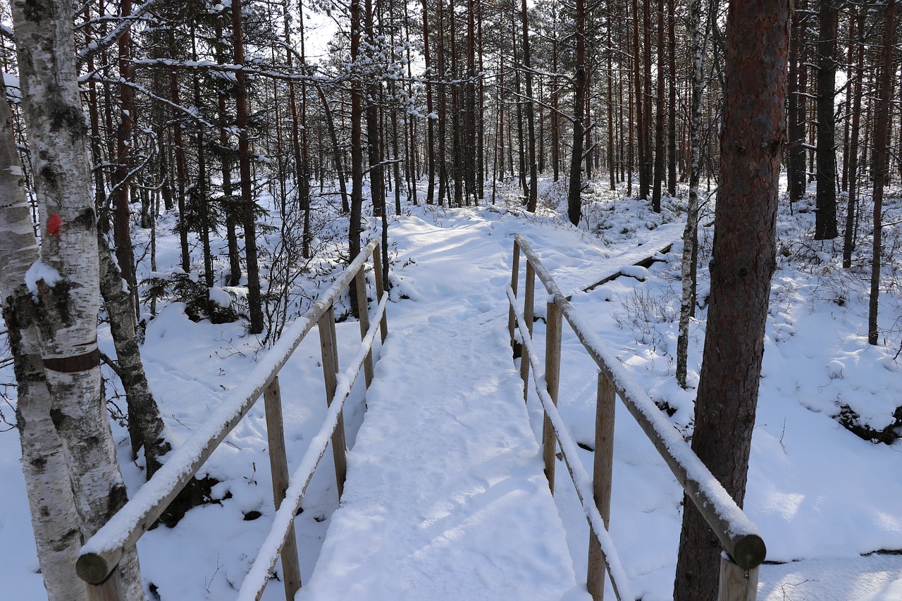 Sniegas, Žiema, Mediena, Nemokamos Nuotraukos,  Nemokama Licenzija