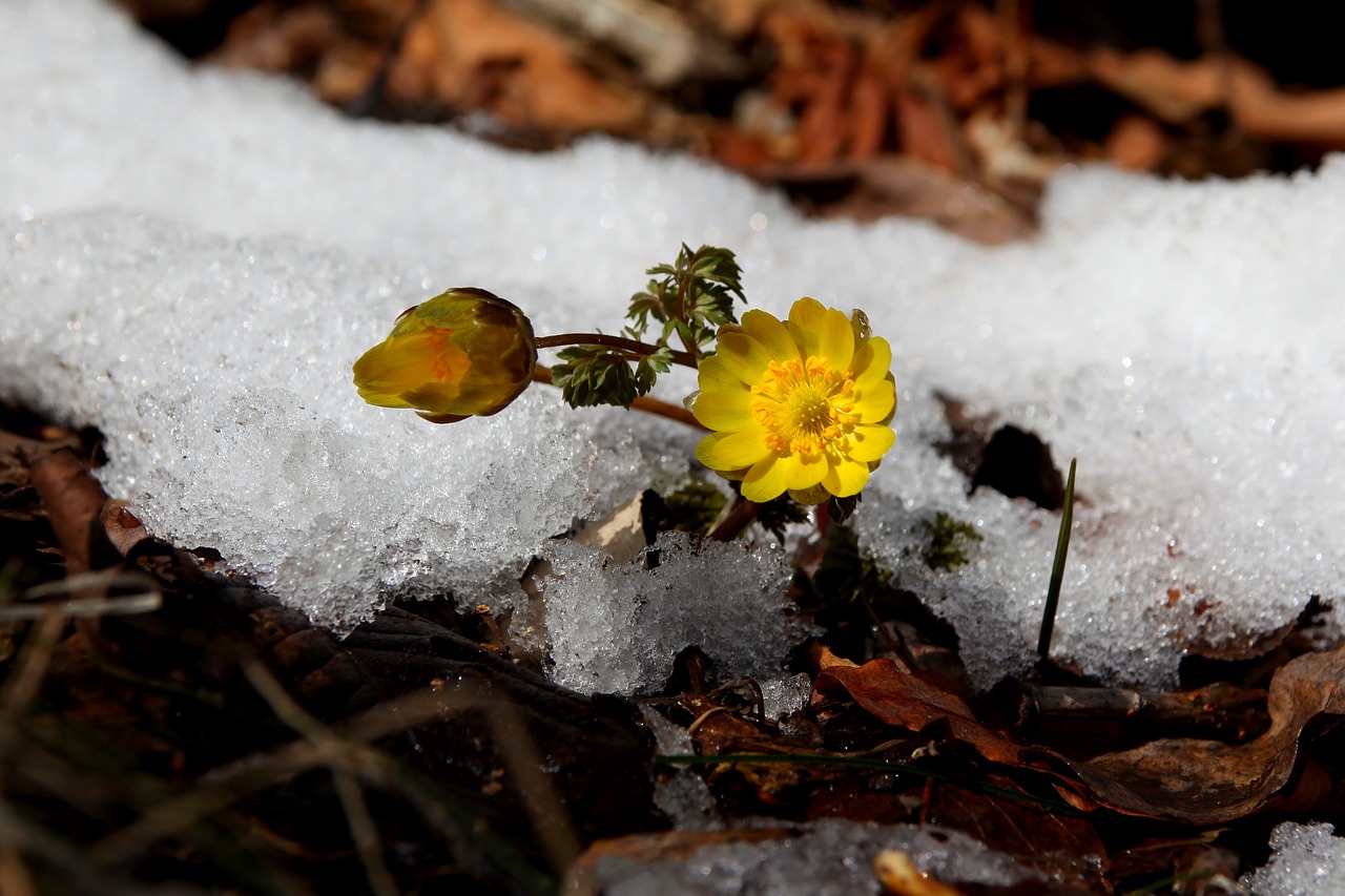 Sniegas,  Žiema,  Gamta,  Kelias Sekundes,  Wildflower,  Pavasario Gėlės,  Lauke,  Gėlės,  Kalnas,  Slėnis