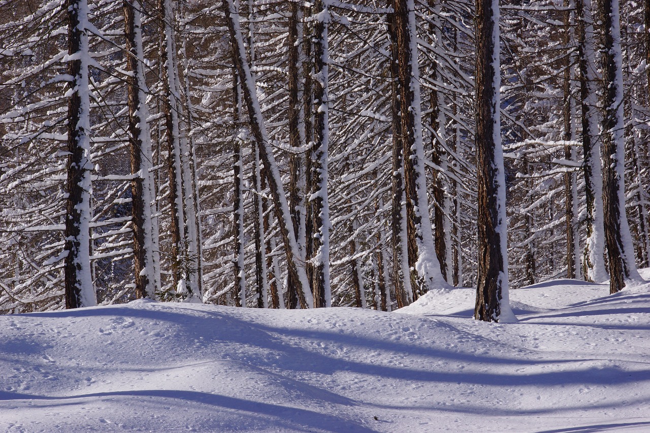 Sniegas,  Žiemos,  Mediena,  Medis,  Šalto,  Miškas,  Eglės,  Pobūdį,  Kalnų,  Baltos Spalvos