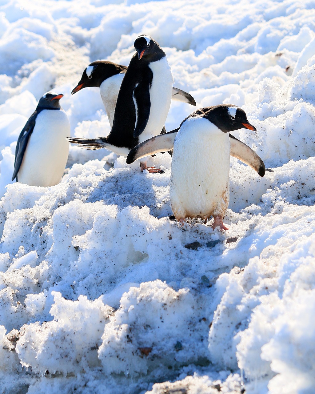 Sniegas,  Pingvinai,  Vanduo Paukštis,  Vandens,  Paukščiai,  Asilas Pingvinas,  Paukštis Vanduo,  Ledas, Nemokamos Nuotraukos,  Nemokama Licenzija