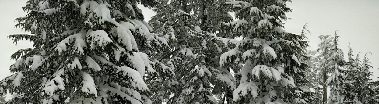 Sniegas, Medžiai, Miškas, Pušis, Žiema, Sezonas, Gamta, Šaltas, Balta, Kraštovaizdis