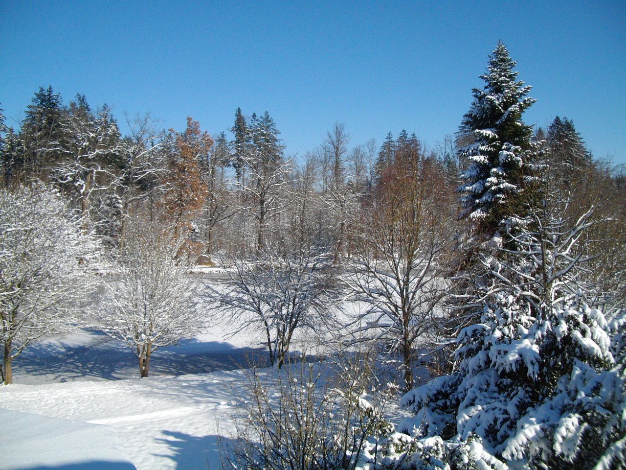 Sniegas,  Miškas,  Žiema, Nemokamos Nuotraukos,  Nemokama Licenzija