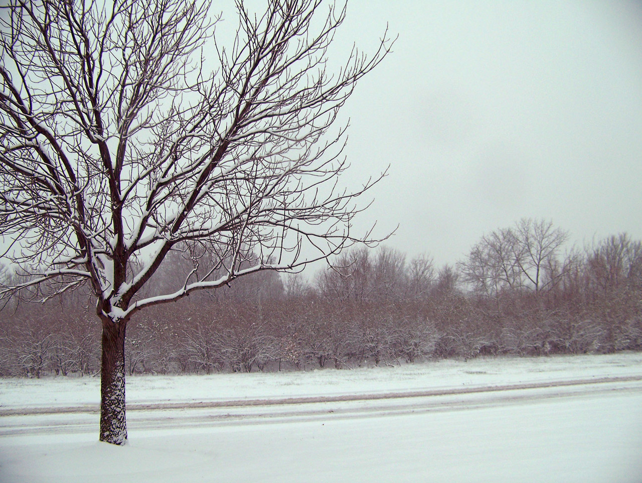 Sniegas,  Medžiai,  Kalėdos,  Xmas,  Žiema,  Sniegas Ir Medžiai, Nemokamos Nuotraukos,  Nemokama Licenzija