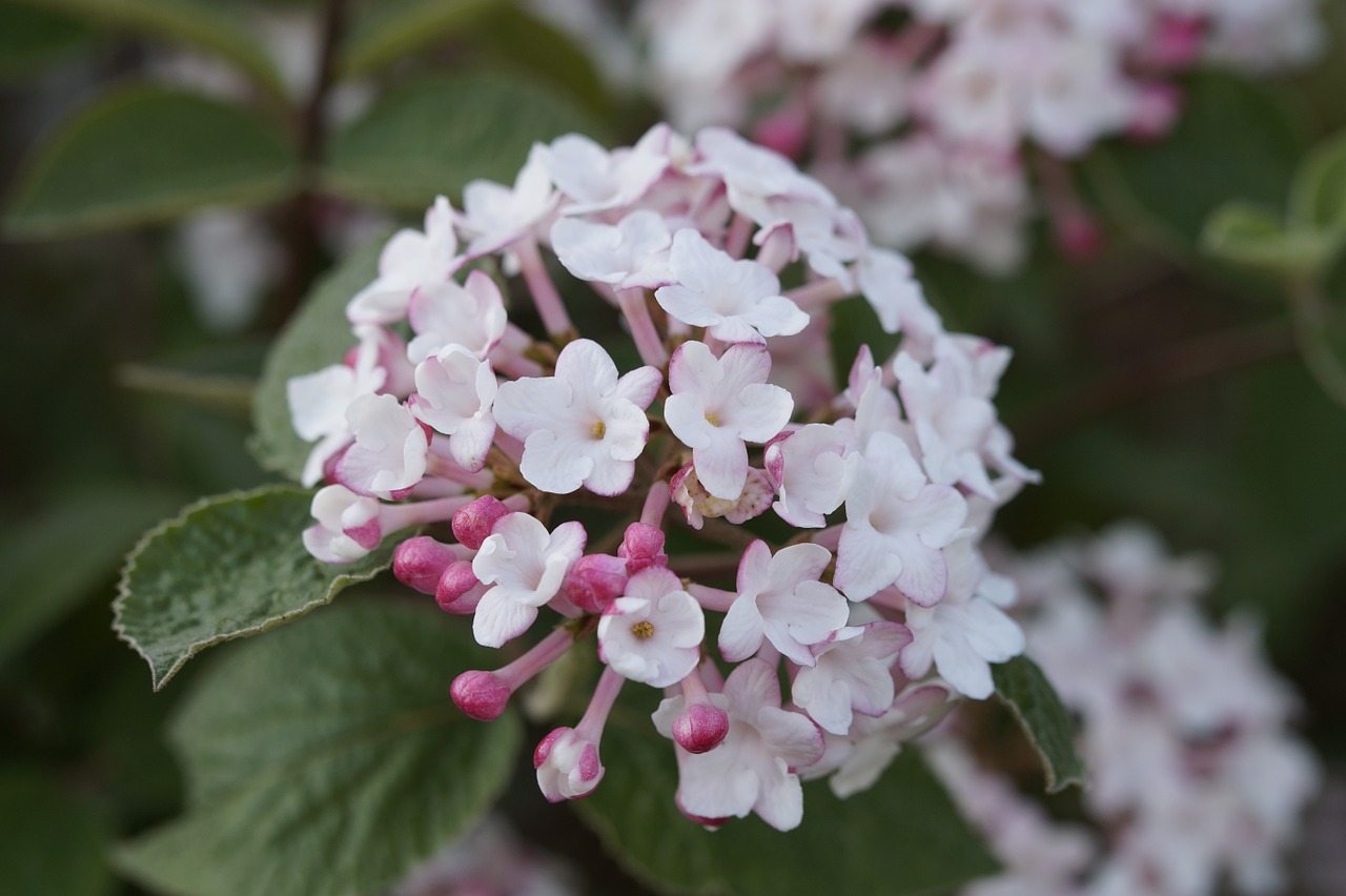 Sniego Rutulys, Žydėti, Žiedas, Žydėti, Krūmas, Balta, Baltos Gėlės, Žiedynai, Gėlė, Dekoratyvinis Augalas