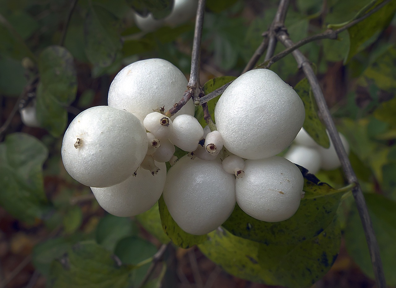 Sniego Uoga, Vaisiai, Bang Uogos, Užpildas, Uogos, Knallerbse, Snowberry Albus, Balta, Įprastas Schneebeere, Augalas