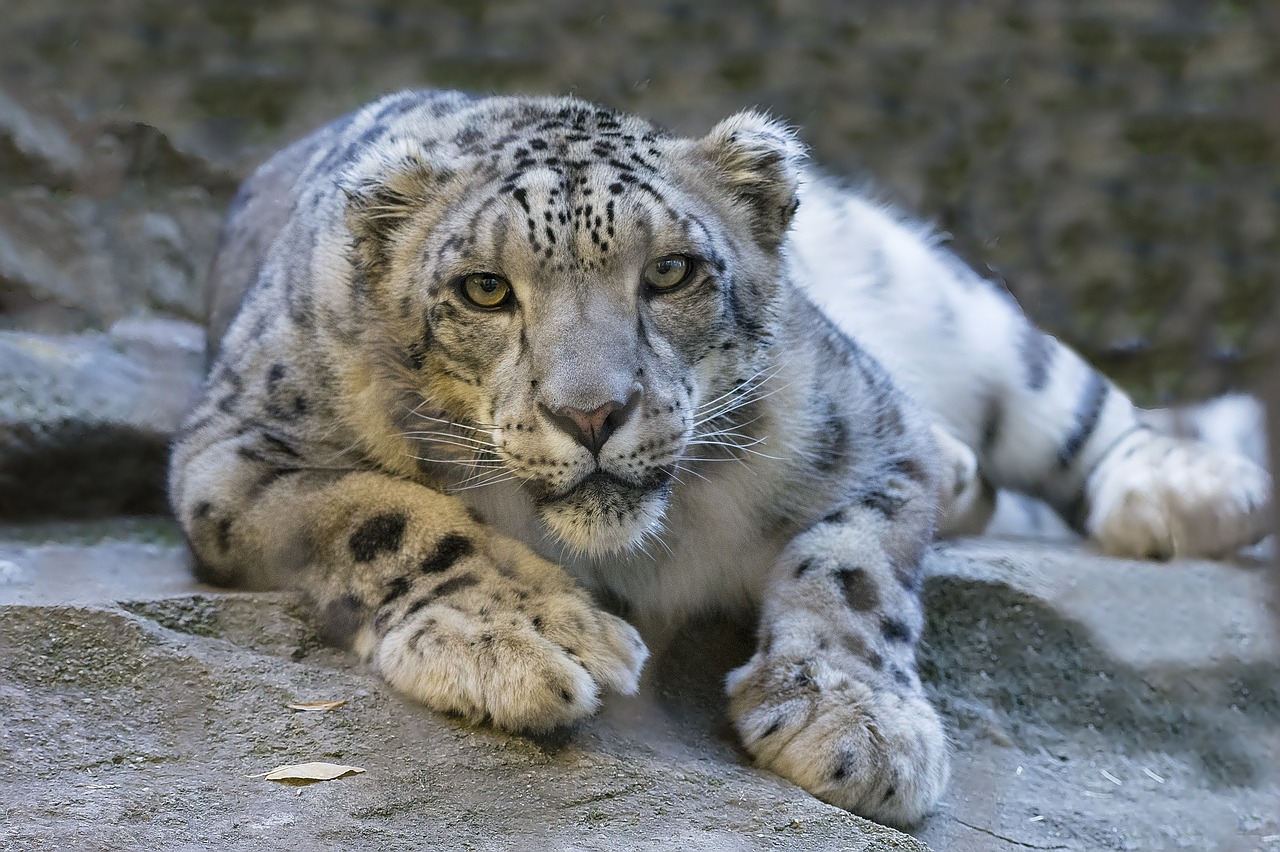 Sniego Leopardas, Atsitraukia, Žemė, Žiūri, Kačių, Didelis, Katė, Gyvūnas, Laukinė Gamta, Plėšrūnas