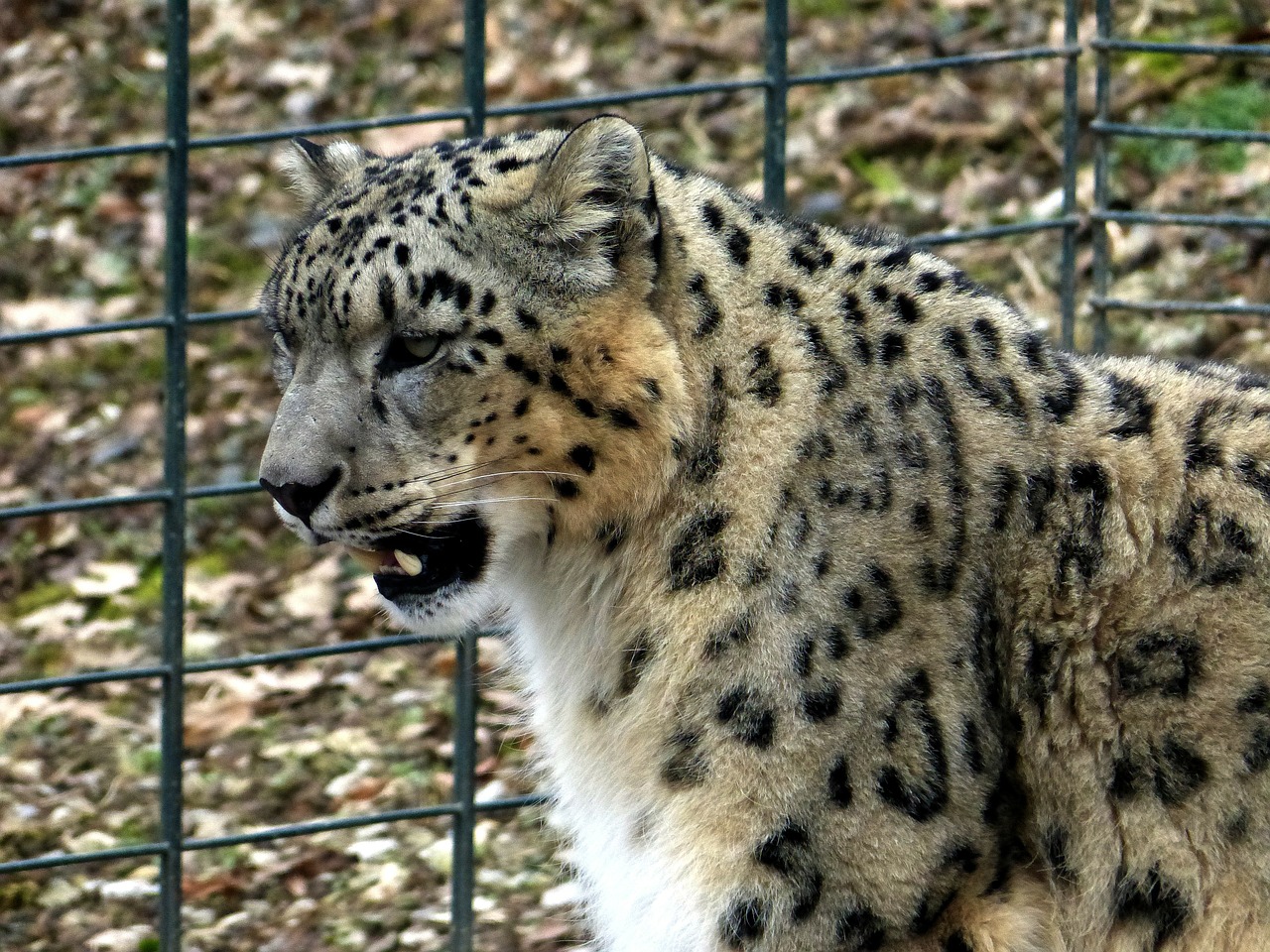 Sniego Leopardas, Katė, Gyvūnas, Žinduolis, Nemokamos Nuotraukos,  Nemokama Licenzija