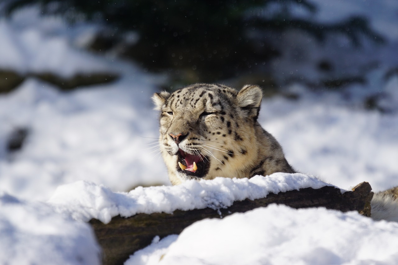Sniego Leopardas, Neveikiantis, Katė, Žinduolis, Žiema, Sniegas, Šaltas, Gyvūnas, Nemokamos Nuotraukos,  Nemokama Licenzija