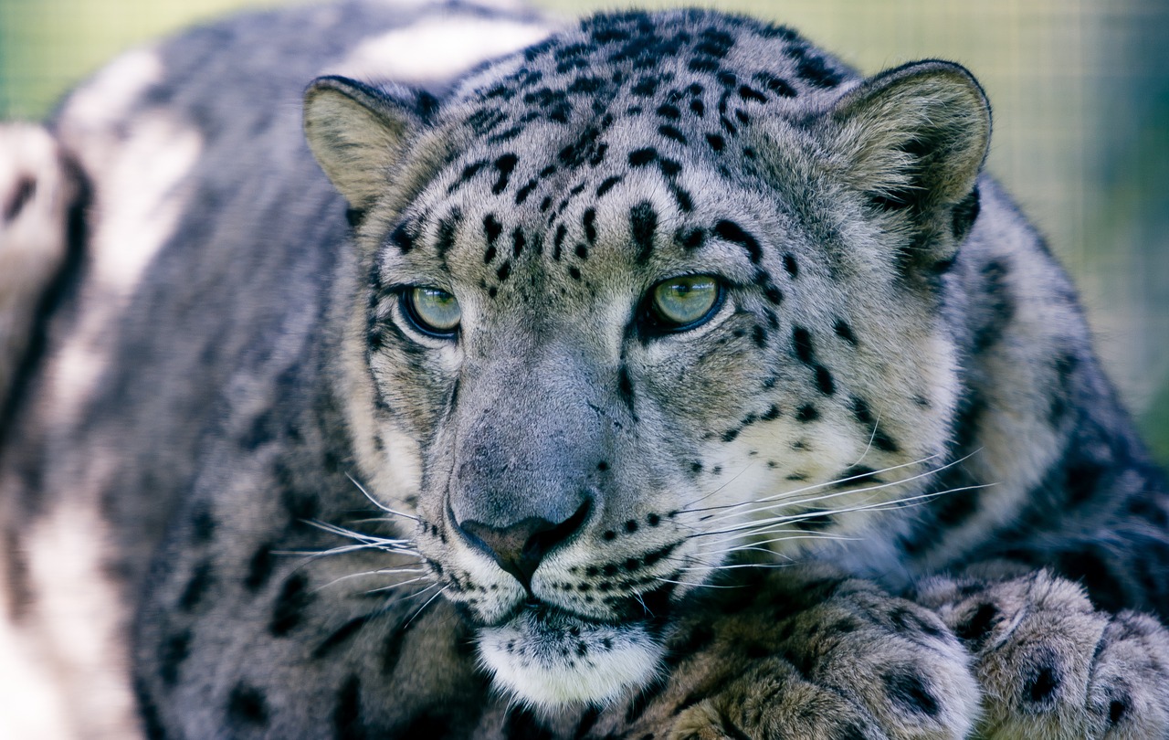 Sniego Leopardas, Didelė Katė, Gyvūnas, Žinduolis, Kailis, Laukinė Gamta, Leopardas, Žiūri, Veidas, Medžiotojas