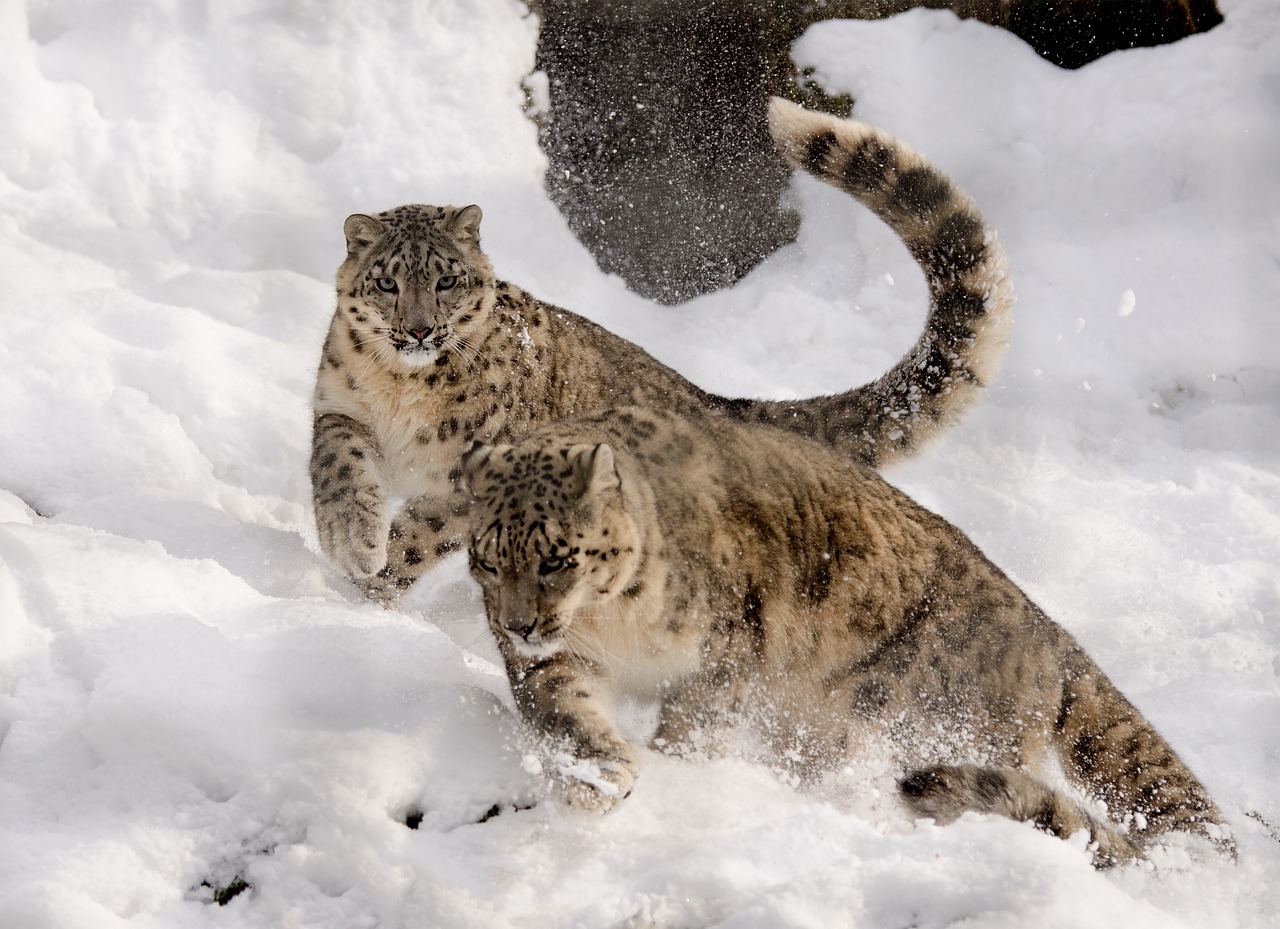Sniego Leopardas, Žaisti, Gauti Viską, Sniegas, Zoologijos Sodas, Didelė Katė, Katė, Balta, Žiema, Medžiotojas