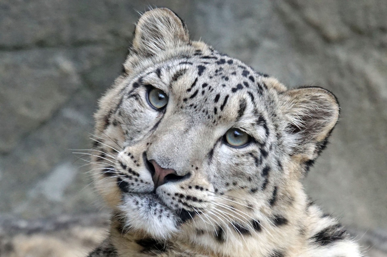Sniego Leopardas, Irbis, Moteris, Plėšrūnas, Mėsėdžiai, Laukinės Gamtos Fotografija, Katė, Panthera Uncia, Kilnus, Gresia Pavojus