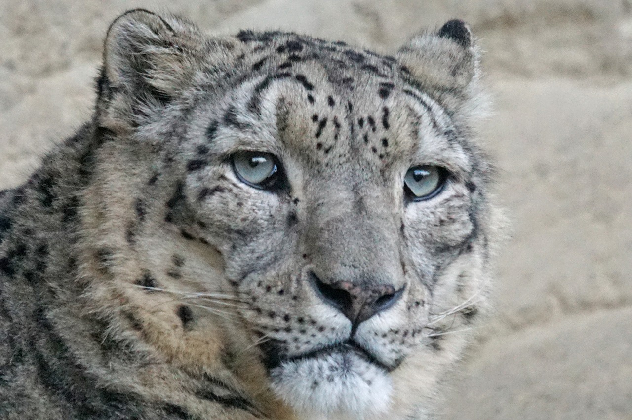 Sniego Leopardas, Irbis, Vainllch, Plėšrūnas, Mėsėdžiai, Laukinės Gamtos Fotografija, Katė, Panthera Uncia, Kilnus, Gresia Pavojus