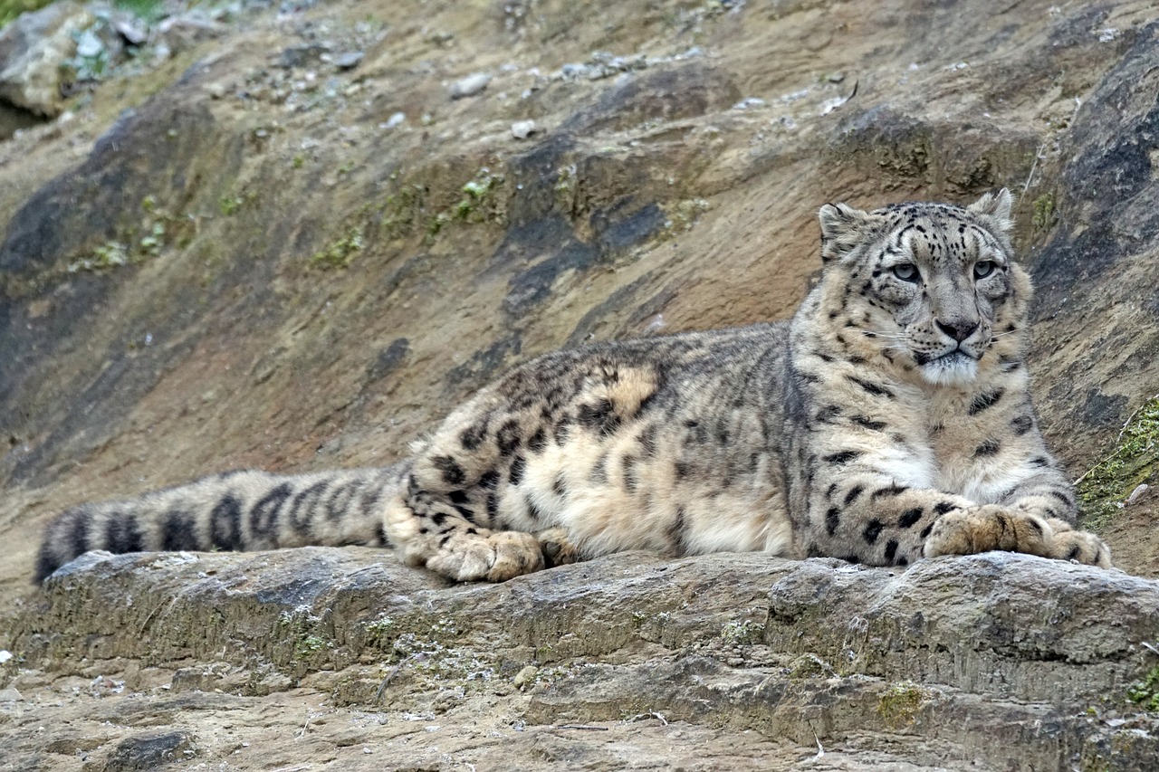 Sniego Leopardas, Irbis, Vainllch, Plėšrūnas, Mėsėdžiai, Laukinės Gamtos Fotografija, Katė, Panthera Uncia, Kilnus, Gresia Pavojus