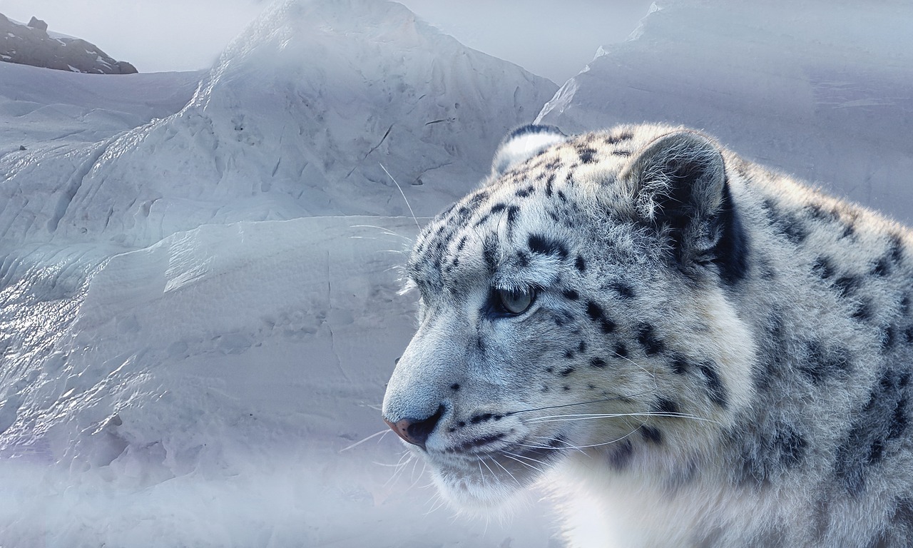 Sniego Leopardas, Leopardas, Sniegas, Ledas, Ledynas, Kalnai, Katė, Baltas Leopardas, Dėmės, Gamta