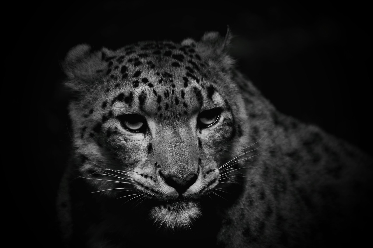 Sniego Leopardas, Katė, Leopardas, Gamta, Medžiotojas, Gresia Pavojus, Uždaryti, Nemokamos Nuotraukos,  Nemokama Licenzija