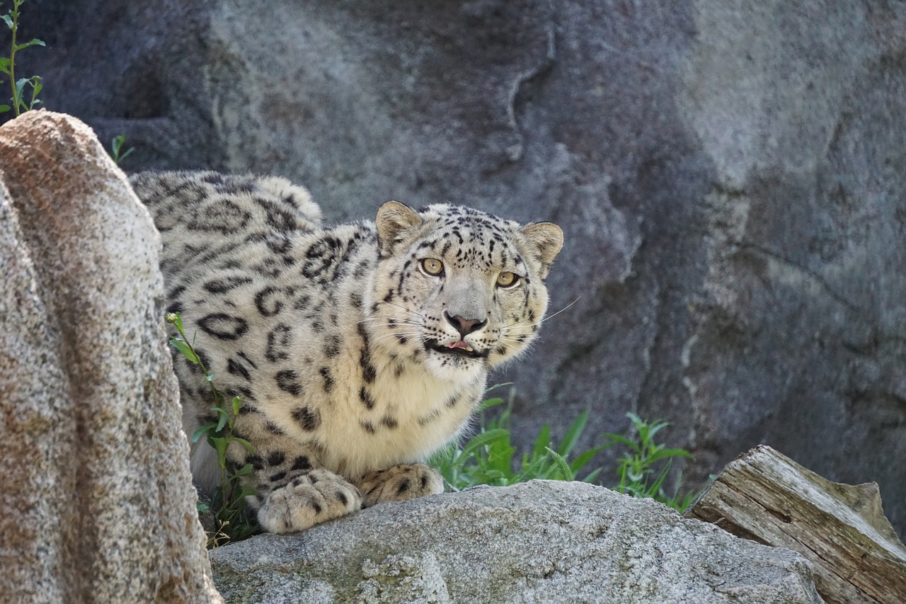 Sniego Leopardas,  Zoo,  Pavojinga,  Predator,  Leopardas,  Gyvūnas,  Žinduolis,  Mėsėdžiai,  Didelė Katė,  Wildcat