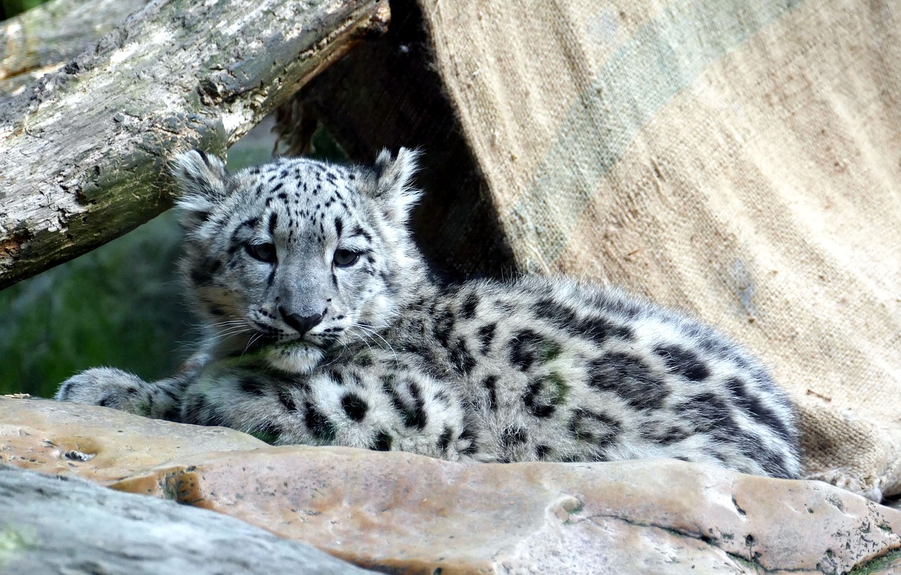 Sniego Leopardas,  Irbis,  Vaikas,  Jauna,  Kūdikių,  Predator,  Dėmes,  Didelė Katė,  Gyvūnų Portretas,  Zoo