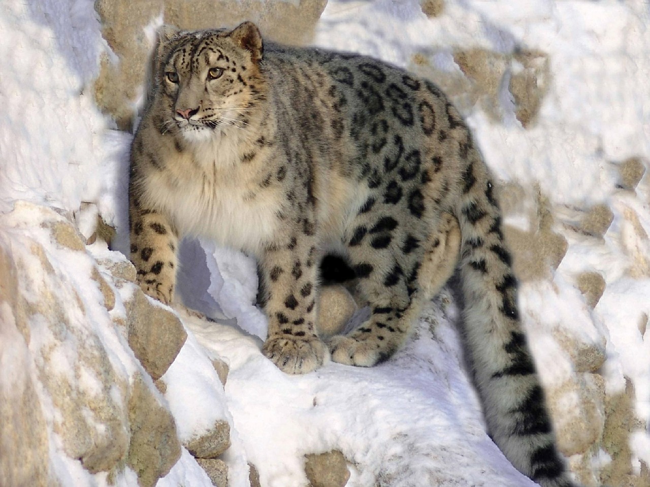 Sniego Leopardas, Prisirišęs, Ledge, Kačių, Didelis, Katė, Gyvūnas, Laukinė Gamta, Plėšrūnas, Dėmės