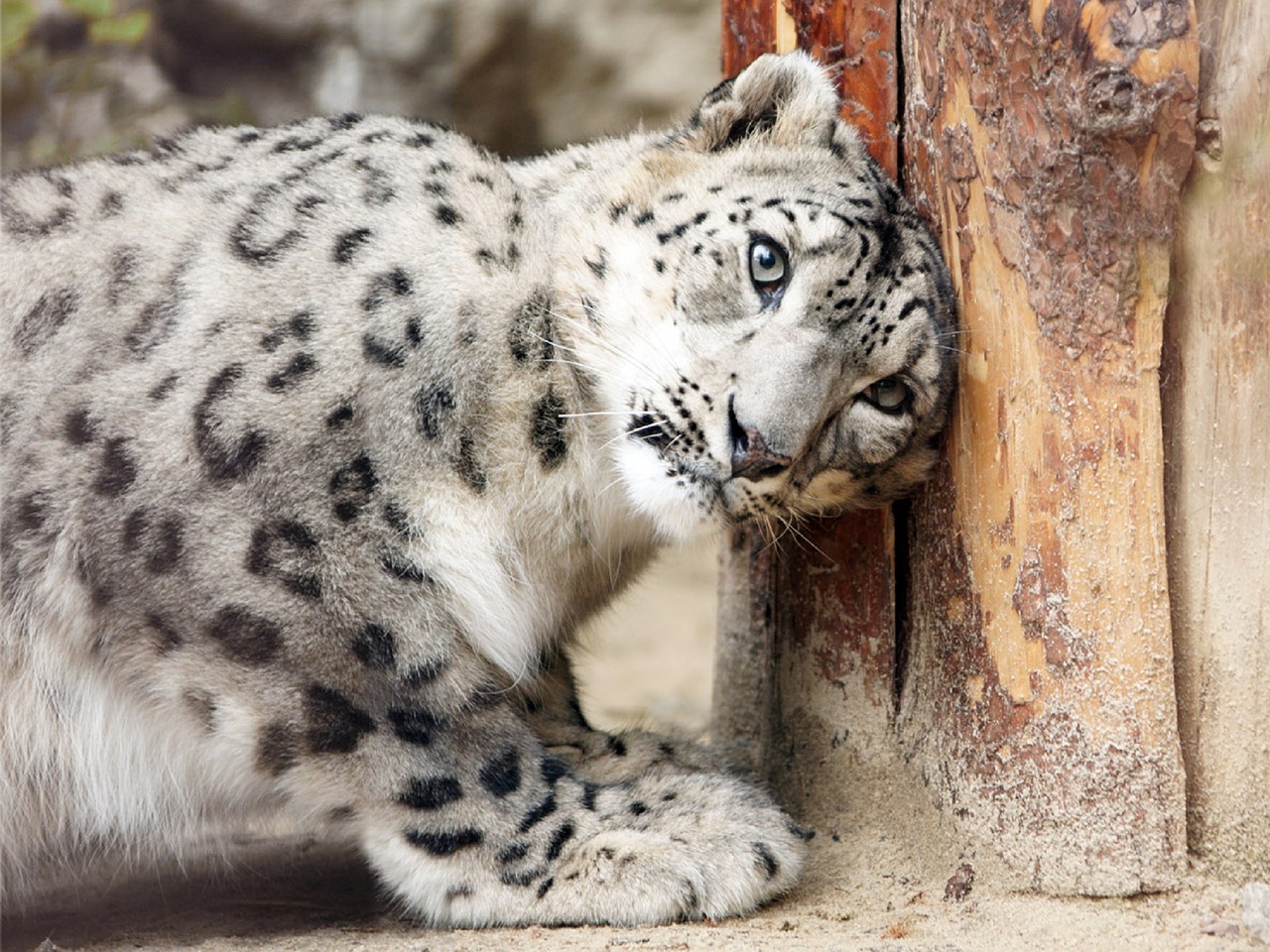 Sniego Leopardas, Poilsio Žaidimas, Žemė, Žiūri, Žvilgsnis, Kačių, Didelis, Katė, Gyvūnas, Laukinė Gamta