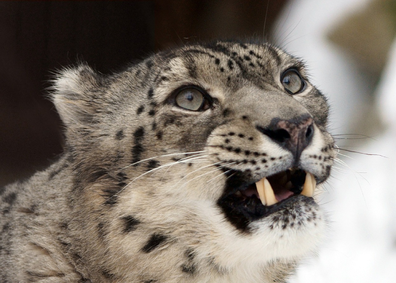Sniego Leopardas, Portretas, Veidas, Galva, Groti Dantys, Kačių, Didelis, Katė, Gyvūnas, Laukinė Gamta