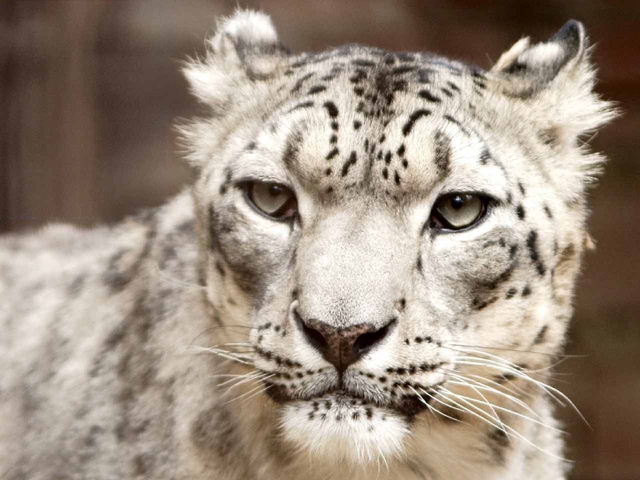 Sniego Leopardas, Portretas, Žiūri, Žvilgsnis, Veidas, Galva, Kačių, Didelis, Katė, Gyvūnas