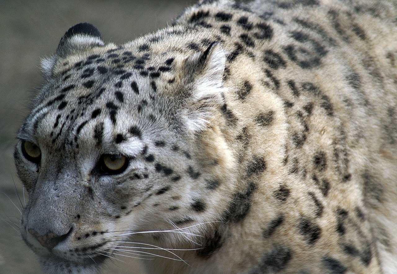 Sniego Leopardas, Uždaryti, Profilis, Katė, Gresia Pavojus, Gyvūnai, Portretas, Nemokamos Nuotraukos,  Nemokama Licenzija