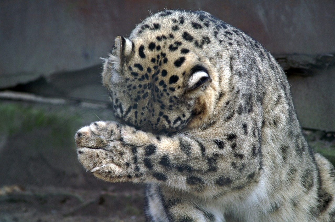 Sniego Leopardas, Paw, Nelaimė, Gresia Pavojus, Kaukolė, Katė, Plėšrūnas, Gyvūnai, Tigras, Nemokamos Nuotraukos