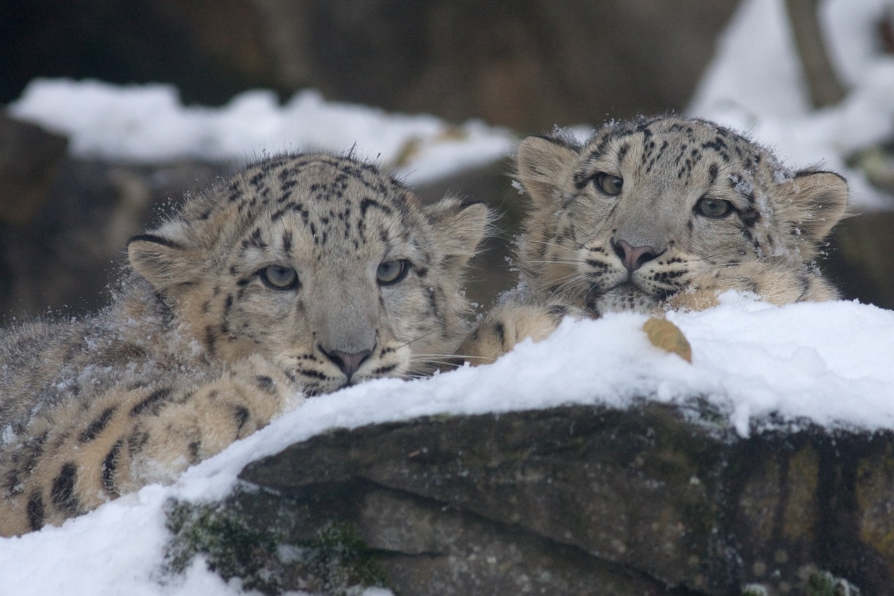 Sniego Leopardas,  Panthera Uncia,  Zoologijos Sodas,  Leopardas,  Katė, Nemokamos Nuotraukos,  Nemokama Licenzija