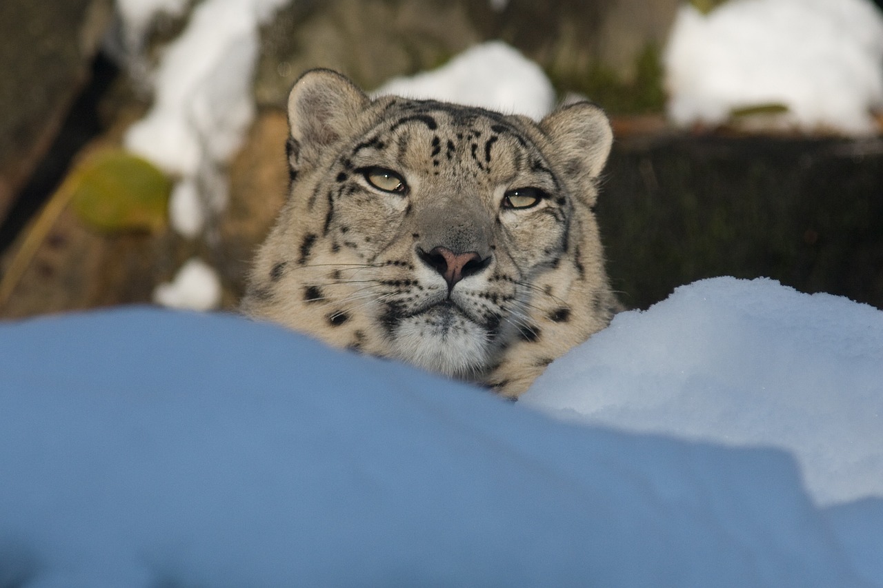 Sniego Leopardas,  Panthera Uncia,  Zoologijos Sodas,  Leopardas,  Katė, Nemokamos Nuotraukos,  Nemokama Licenzija