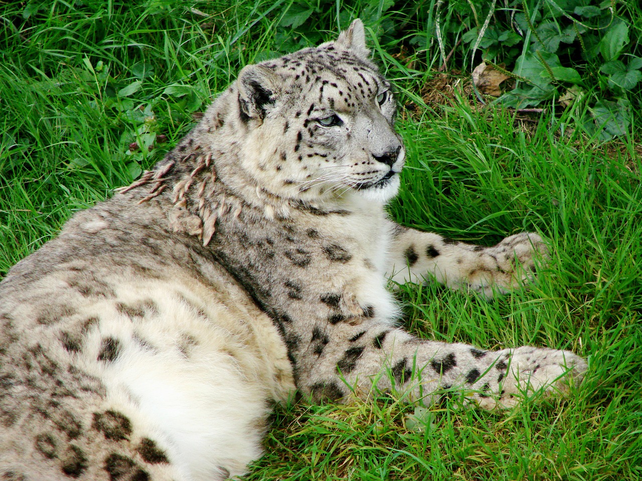 Sniego Leopardas,  Atsitraukia,  Žemė,  Žiūri,  Kačių,  Didelis,  Katė,  Gyvūnas,  Laukinė Gamta,  Plėšrūnas