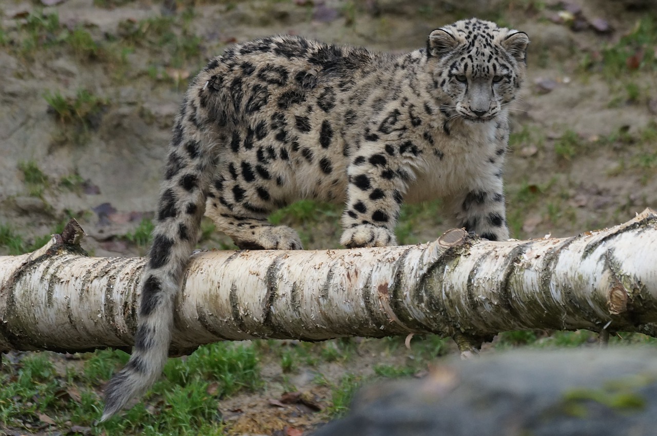 Sniego Leopardas,  Jaunas,  Žaismingas, Nemokamos Nuotraukos,  Nemokama Licenzija