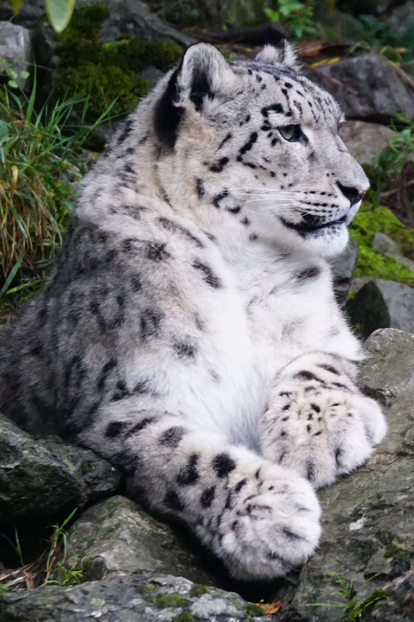 Sniego Leopardas, Neveikiantis, Plėšrūnas, Nemokamos Nuotraukos,  Nemokama Licenzija